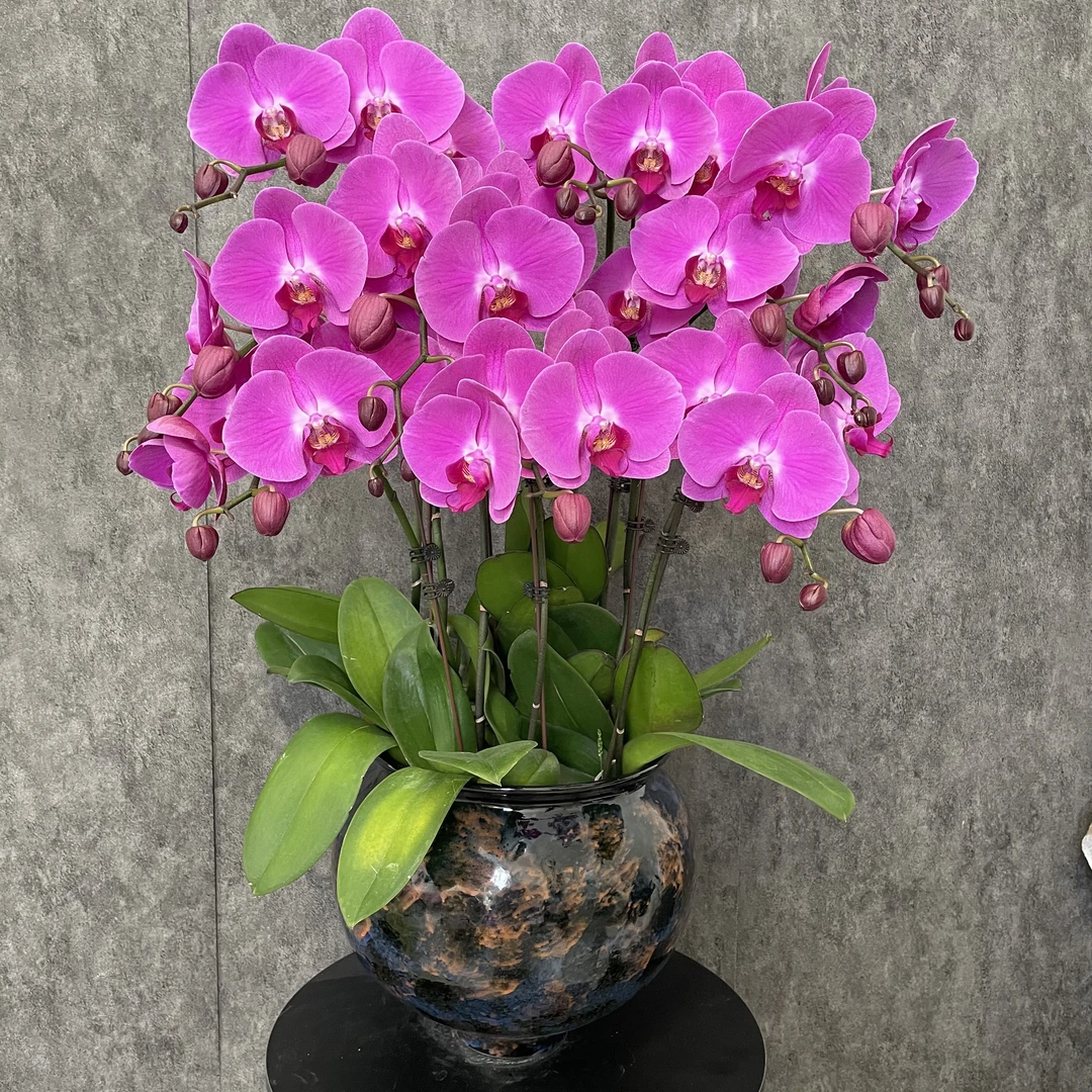 【大财主-蝴蝶兰】大花美式风 意式极简 原木风  室内高端鲜花 送礼