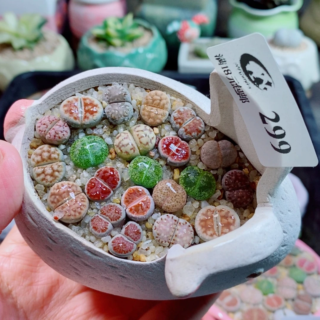 生石花花花花开了299