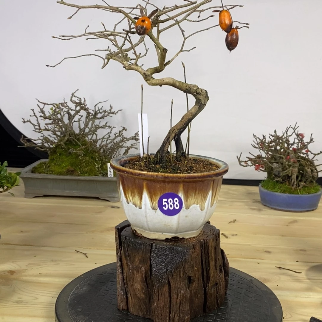 红陶元**人红红火火过大年588