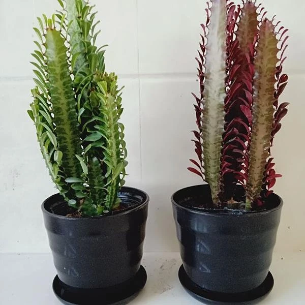 包邮龙骨花室内花 植物盆栽玉麒麟吸甲醛客厅仙人柱盆栽