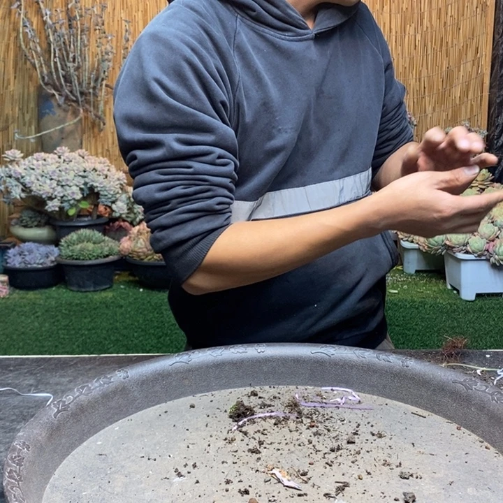 ご***ご178 号淡雪多肉植物