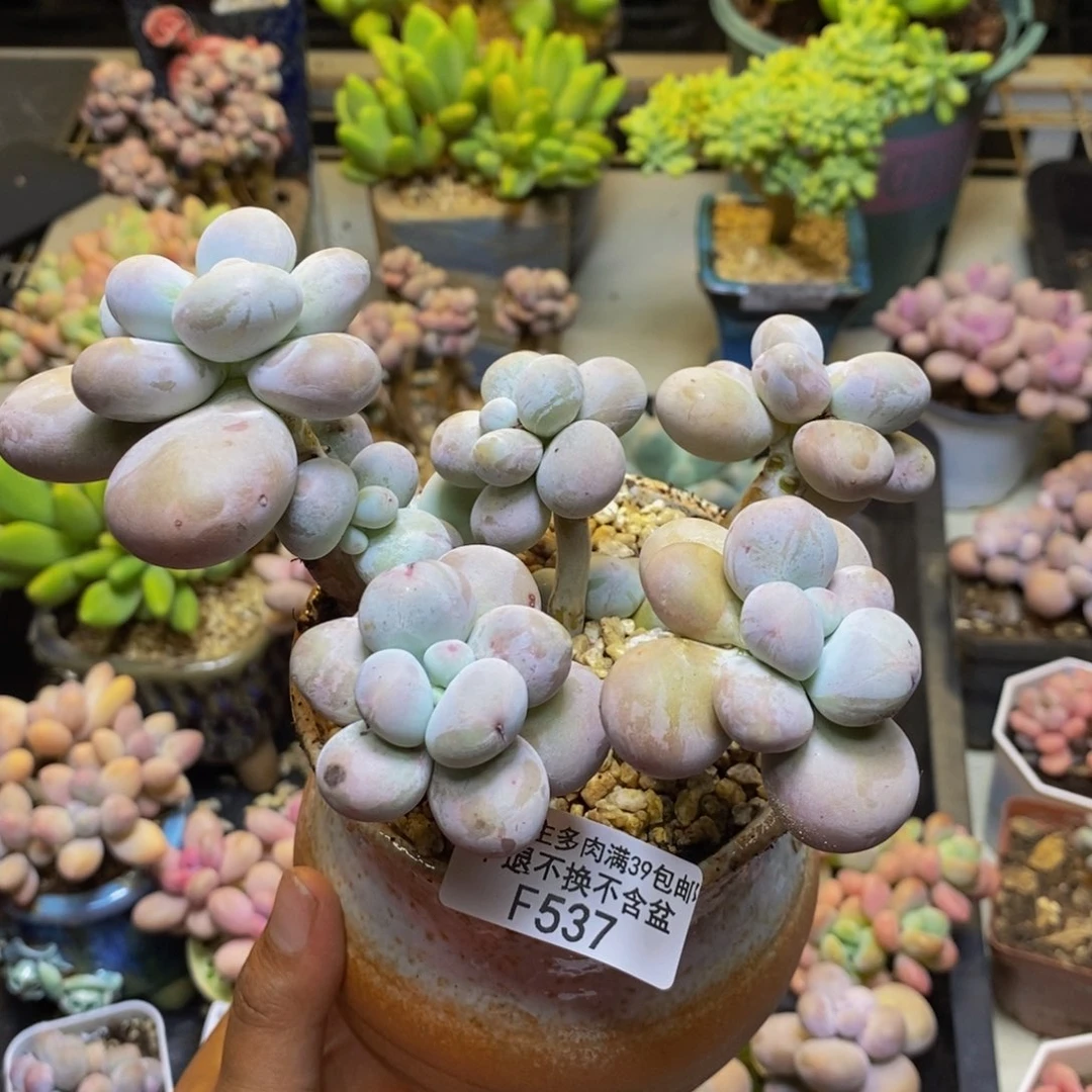 537芭比奶多肉10cm