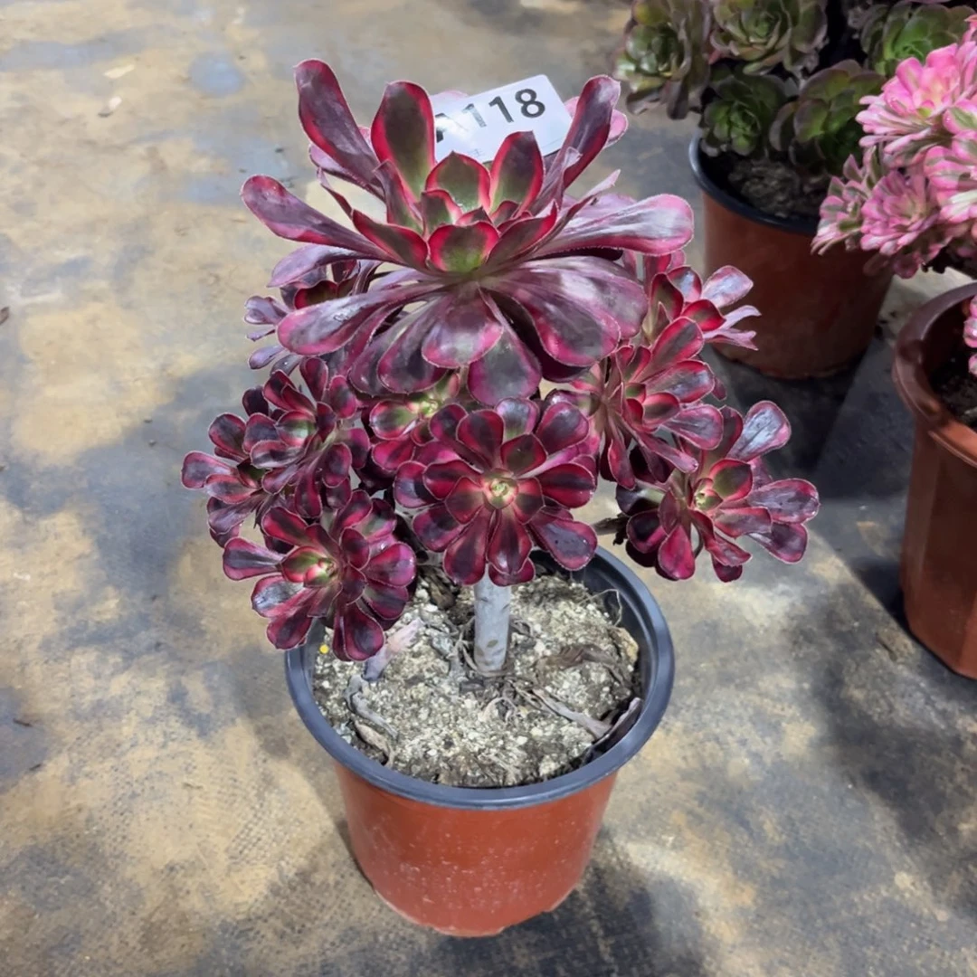 多肉植物丽娜118多肉