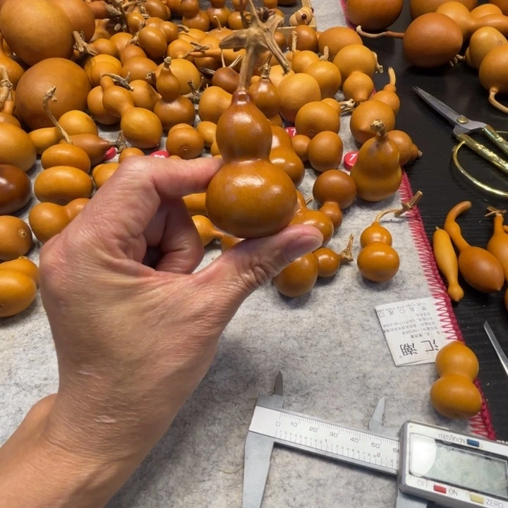 ?*…星星的一把星星的一把铁包金紫皮葫芦