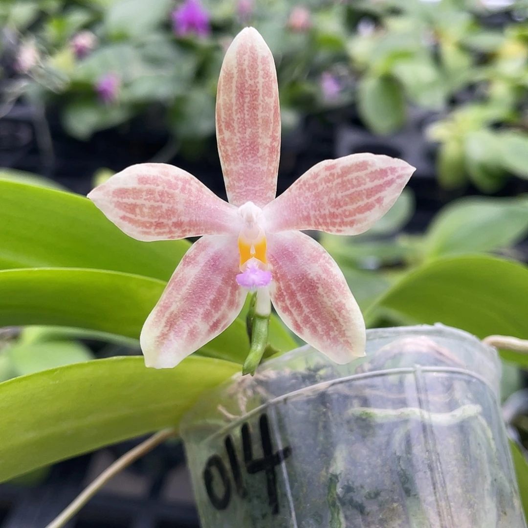 完全开放漏1111111111