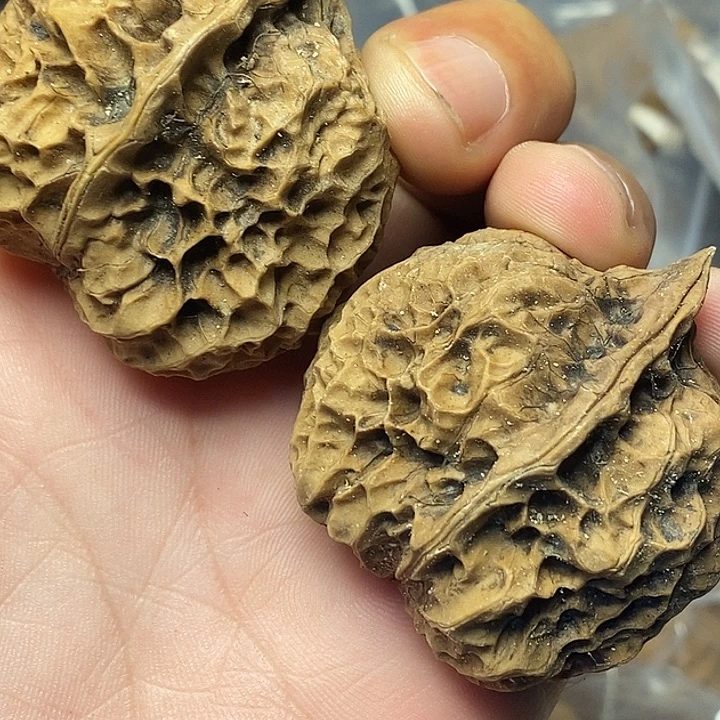 文玩核桃把件云南铁核桃78