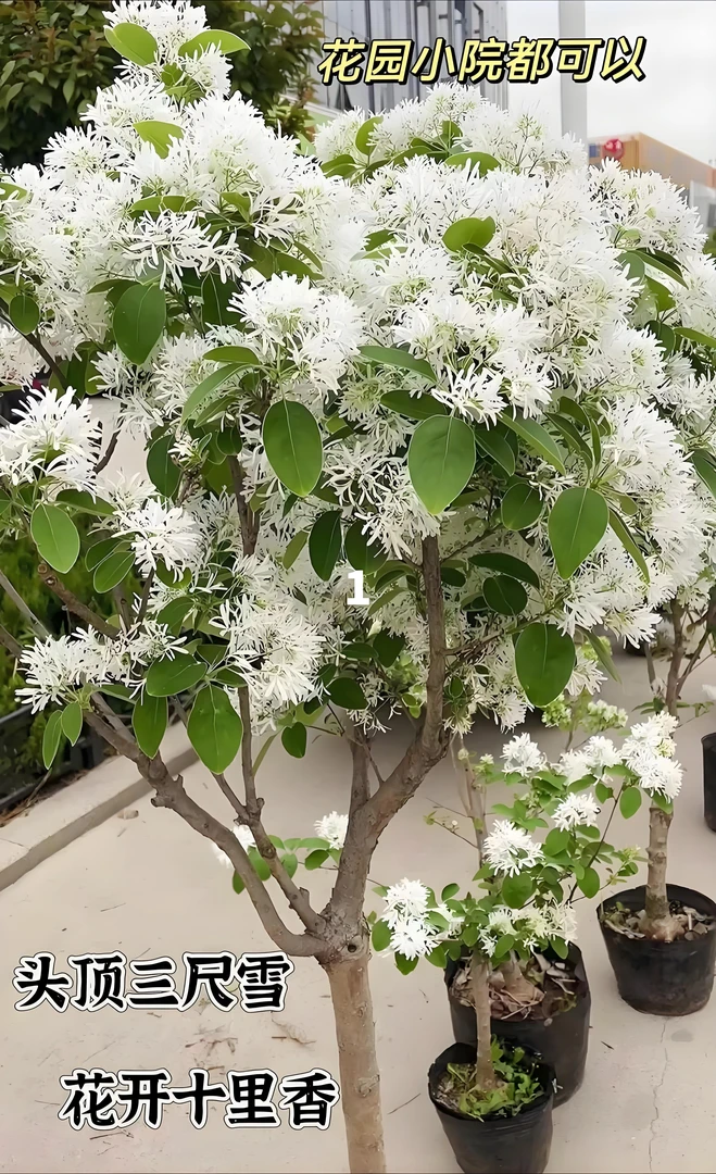 流苏树庭院观赏花卉白色四月雪植物盆景