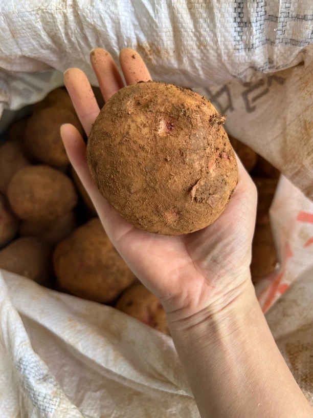 云南东川特产开花洋芋糯香面沙美味