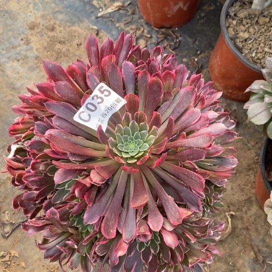 035金丝楠木多肉植物