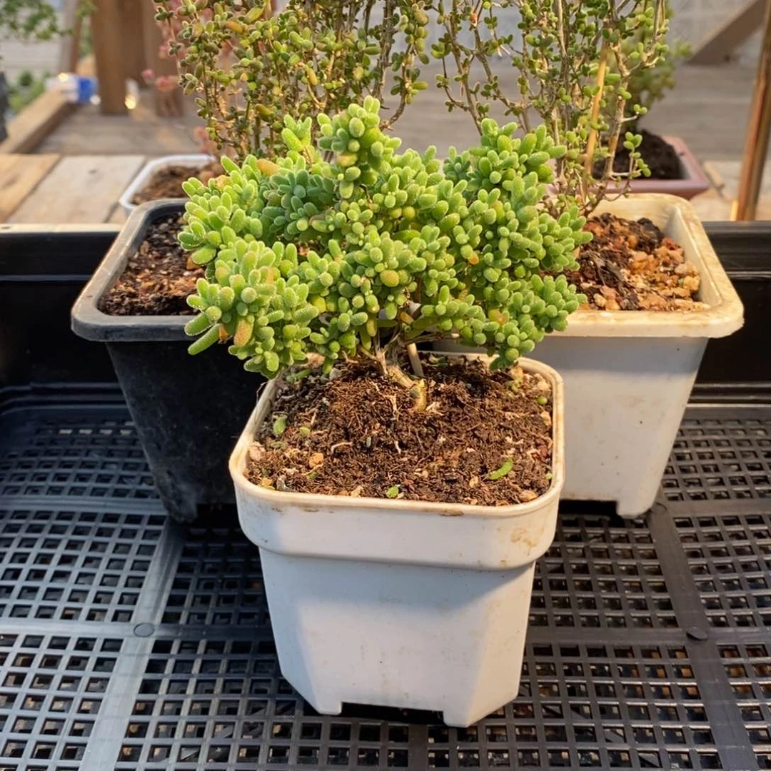 枝干番杏多肉植物106