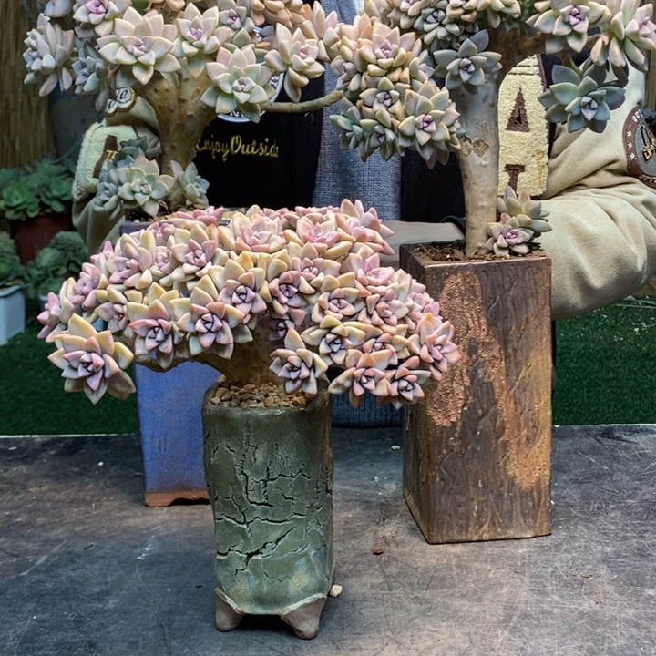 x***z285号2颗淡雪多肉植物