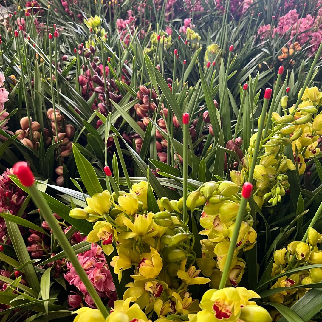 【大花蕙兰盆栽】一物一拍清仓处理--0下地区单拍保温棉（云南直发）