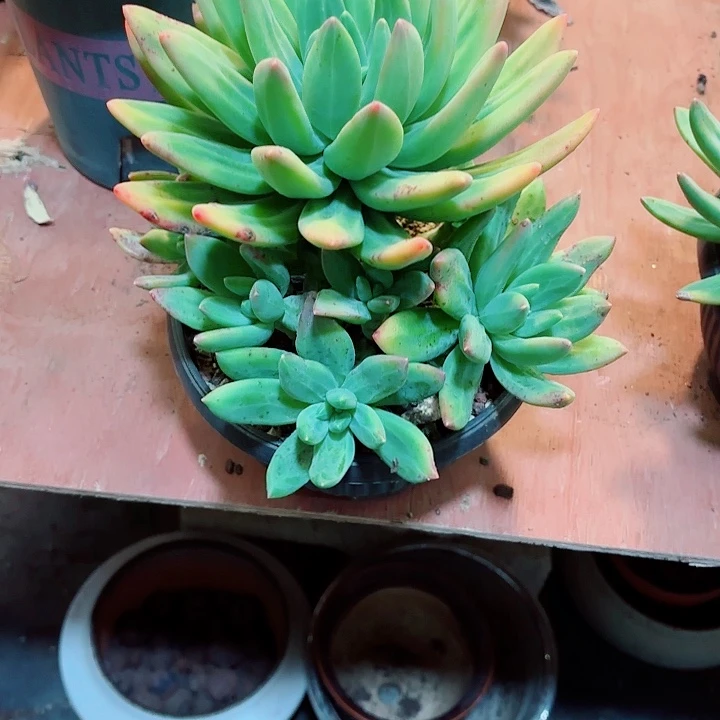 菲***宝海洋之歌多肉一物一拍32号