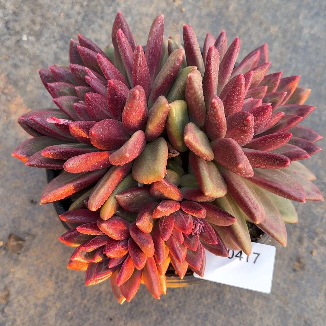 0417迷雾泡泡群多肉植物