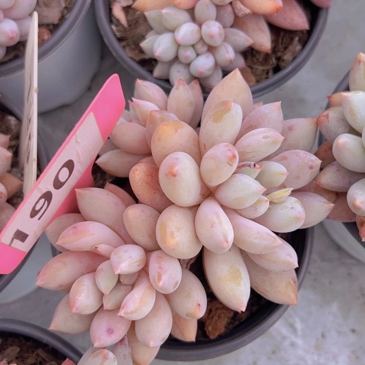 健健康康平平安安