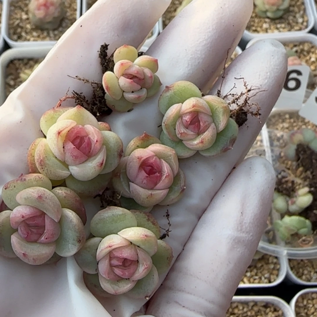 354 号特级10多肉一盒