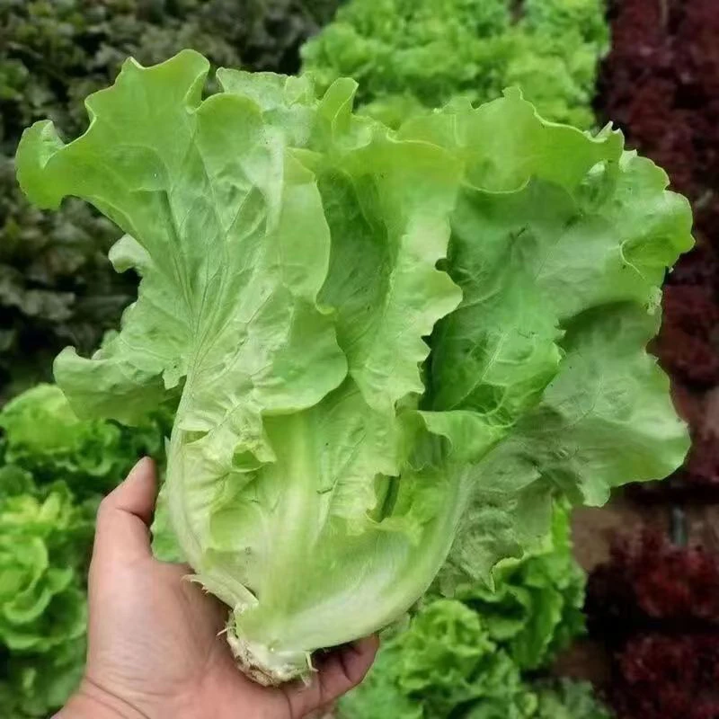 河南意大利生菜蔬菜沙拉