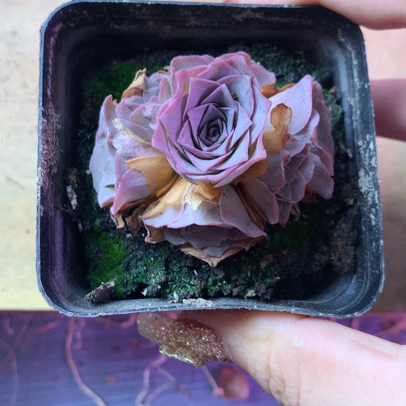 【闪购商品】予**এ天使之翼258