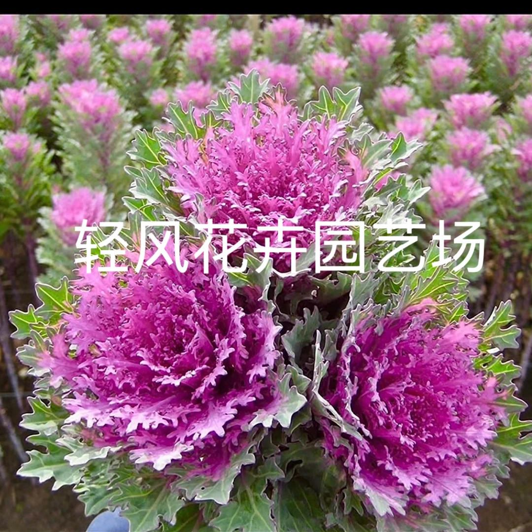 红羽鹤3个头室外室内阳台花卉盆栽羽衣甘蓝易活迷你耐寒植物
