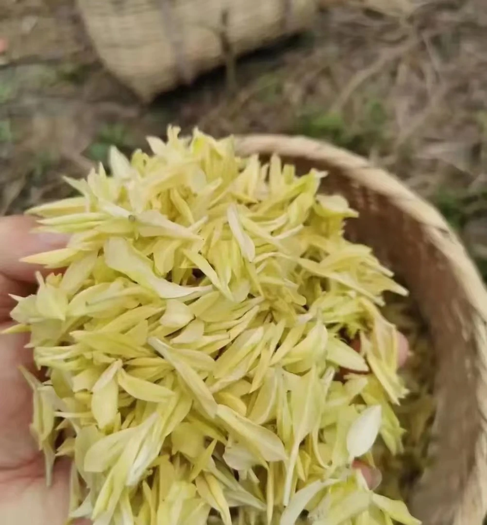 极白新安四号安吉精品新茶上市春茶正宗明前高山绿茶茶叶罐装