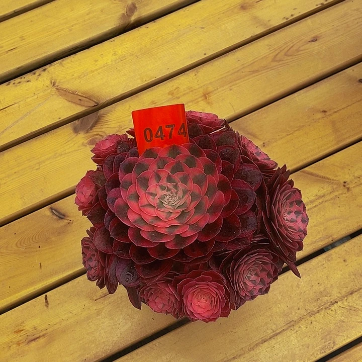 0474多肉植物荔枝