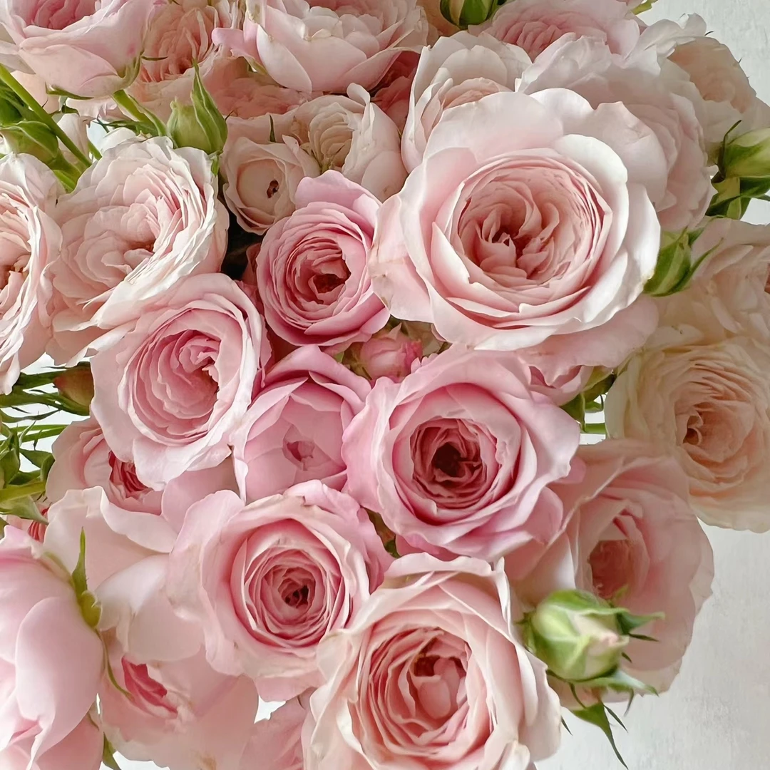 【轶1】仙子之吻多头玫瑰9支+1支防损 居家鲜花 收到花带包装醒花