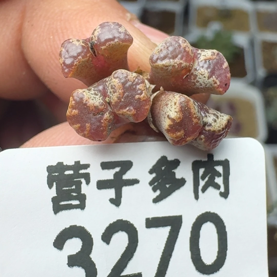 蝴蝶勋章4头。