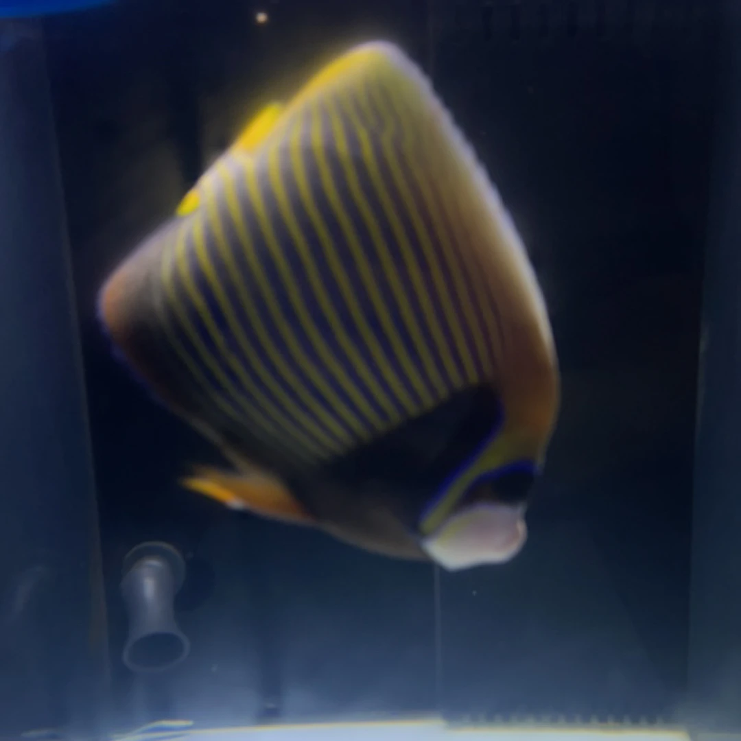 马代双直纹皇后海水鱼