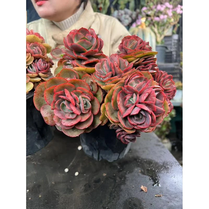 （秀妍20冠幅起）只卖对版大货老桩多肉，一单就包邮