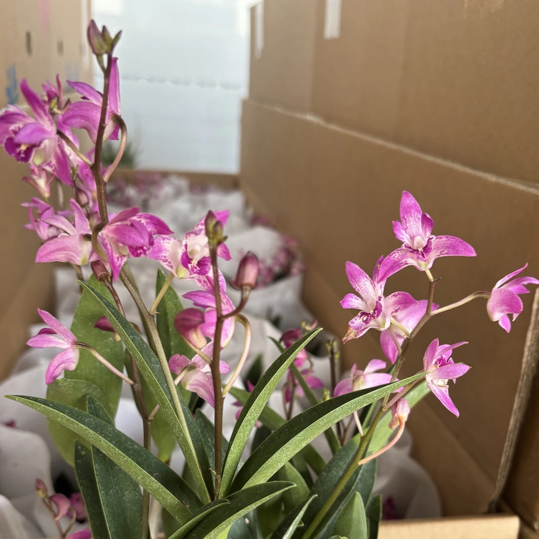 澳洲石斛兰——伯爵  花香花期长好养活