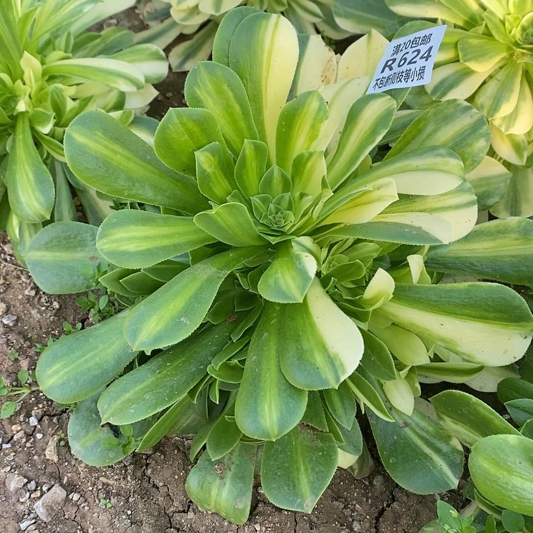 624五彩琉璃多肉法师锦