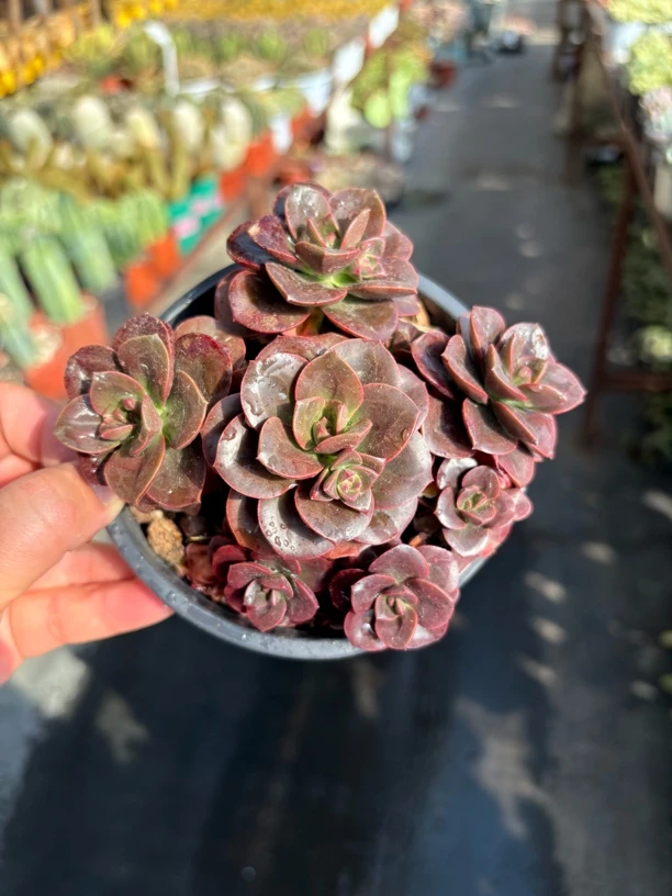 巧克力方砖多肉1㎝盆 只发新疆一单包邮