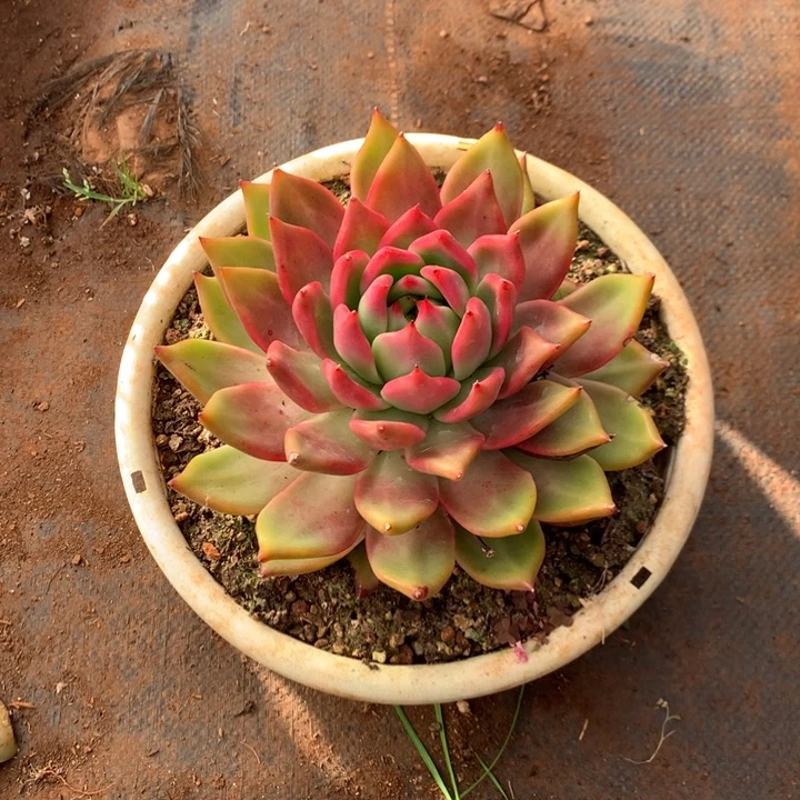 挚***爱美肉特价活动开始啦