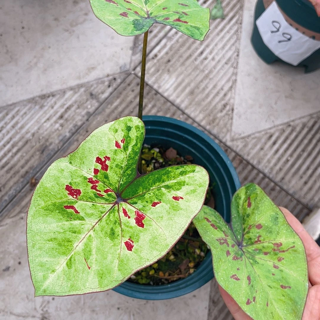 完全开放 泰彩一物一拍44