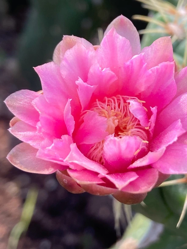 丘比特丽花仙人球丽花侧芽可室内种植的多肉植物