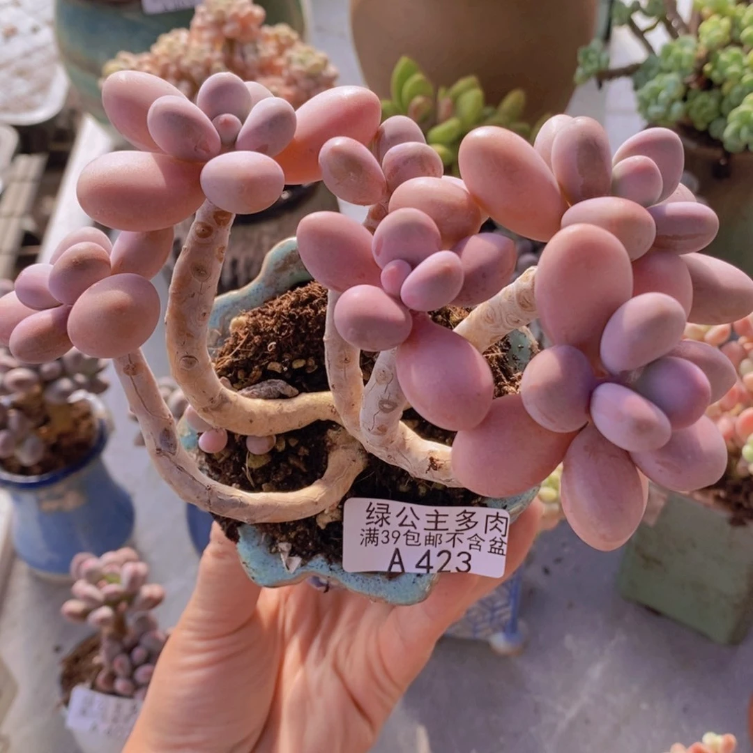 糖果桃蛋老桩12cm423多肉植物