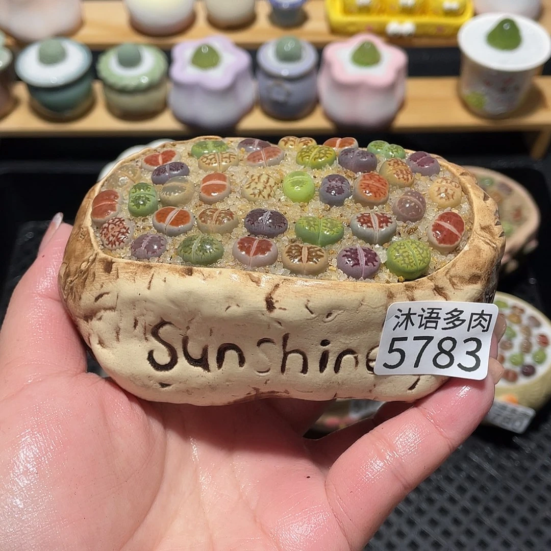 带盆土植物 一物一拍5783