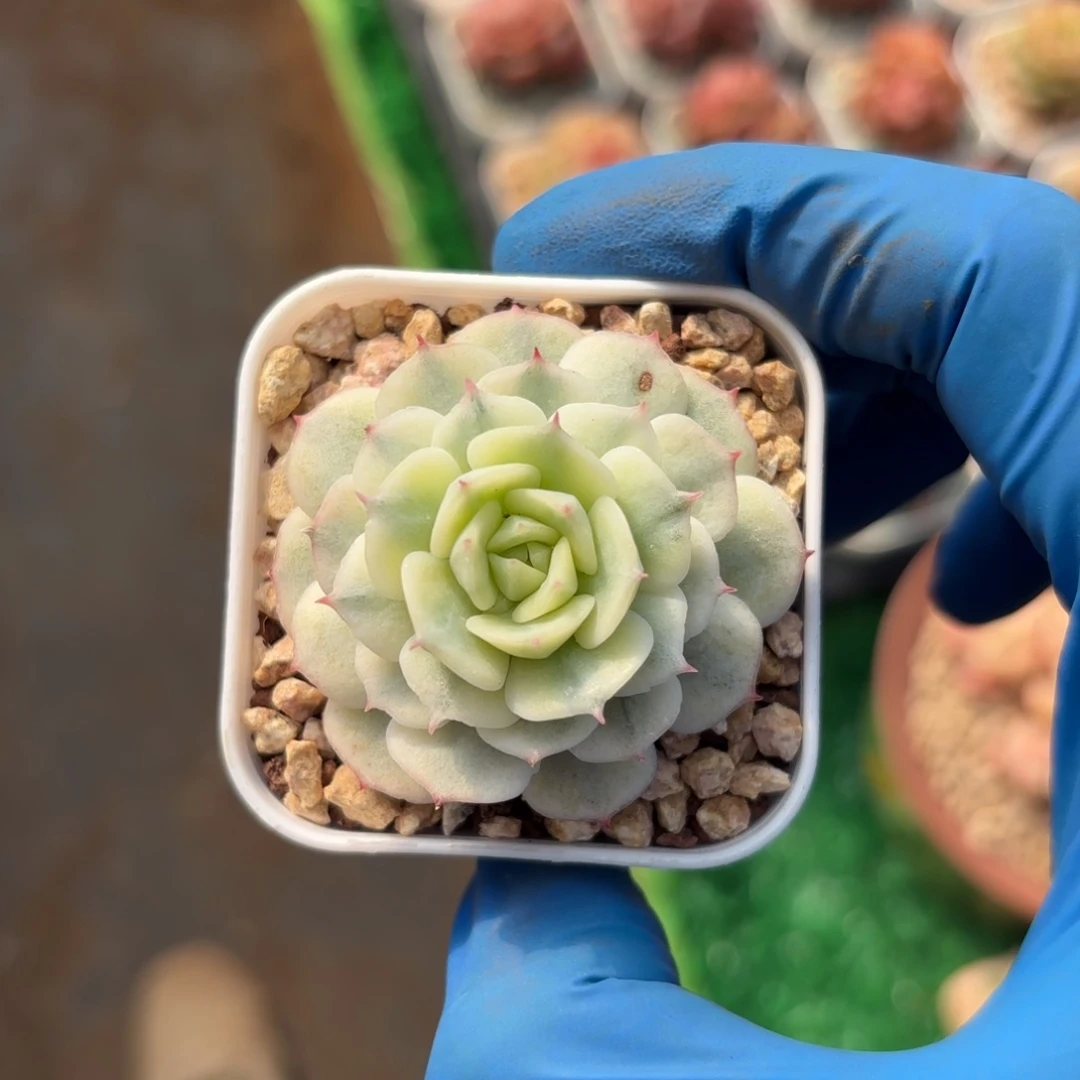 小静夜锦一物一拍