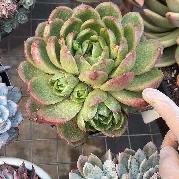 两单包邮，一物一拍白玫瑰127