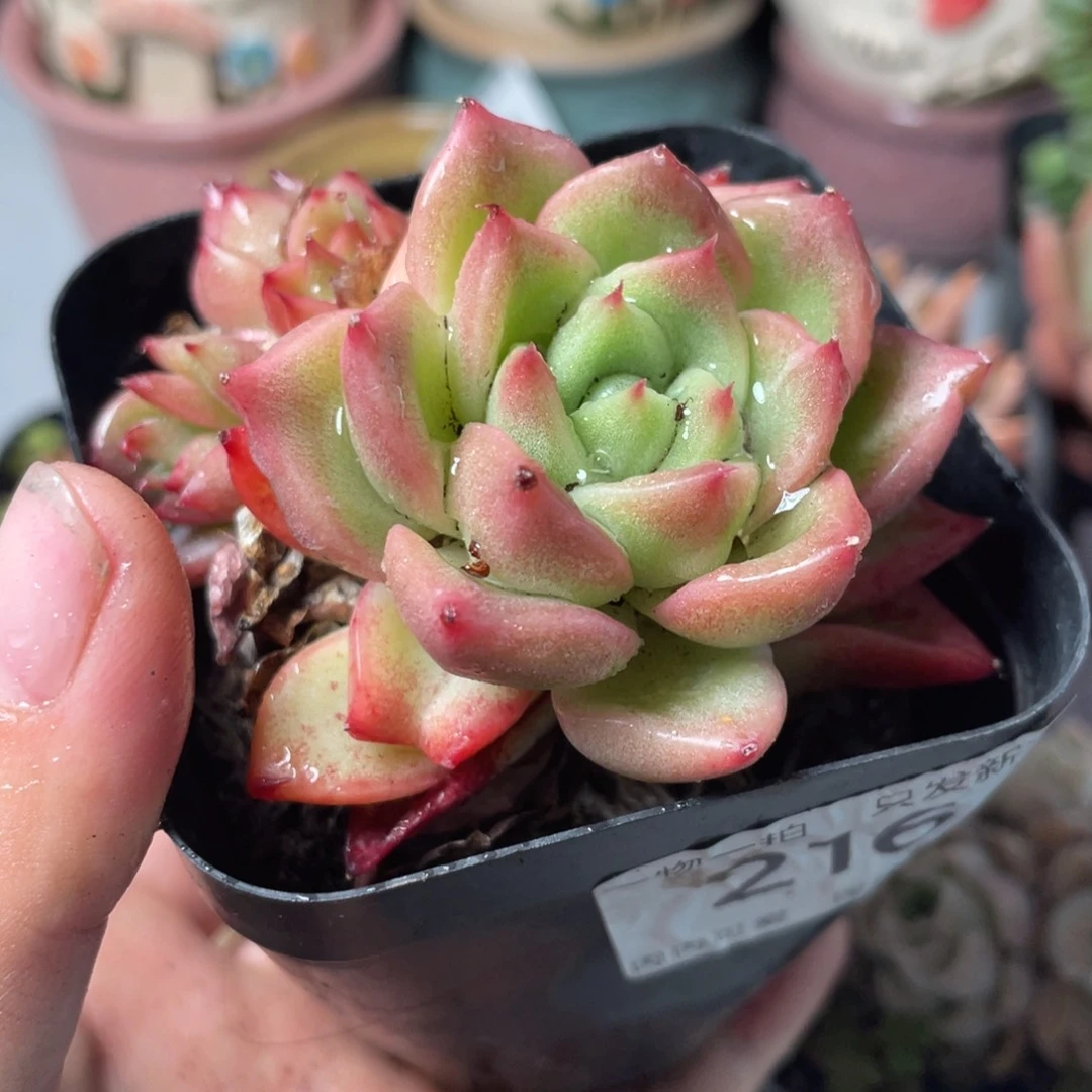 菲儿6cm盆0414-216