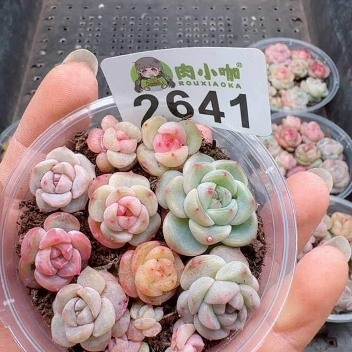 多肉植物多肉植物