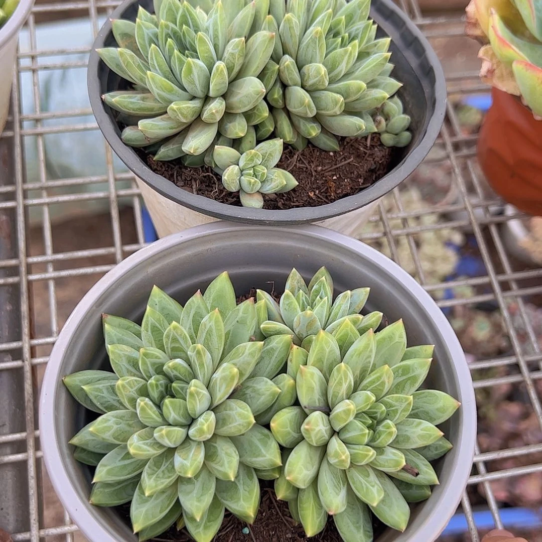 陨石双头起发两盆