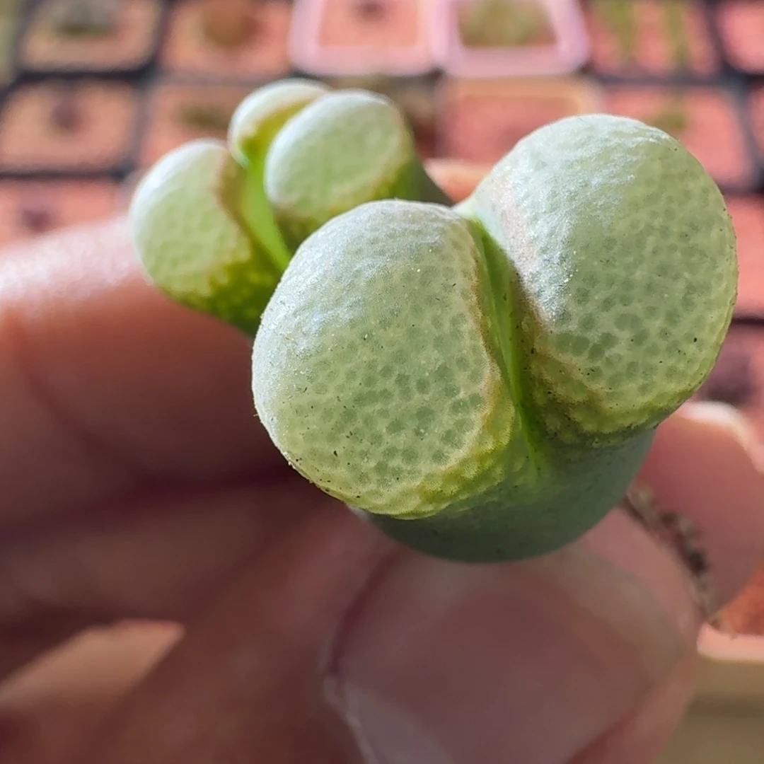 奇***玩云缦精品番杏4.33