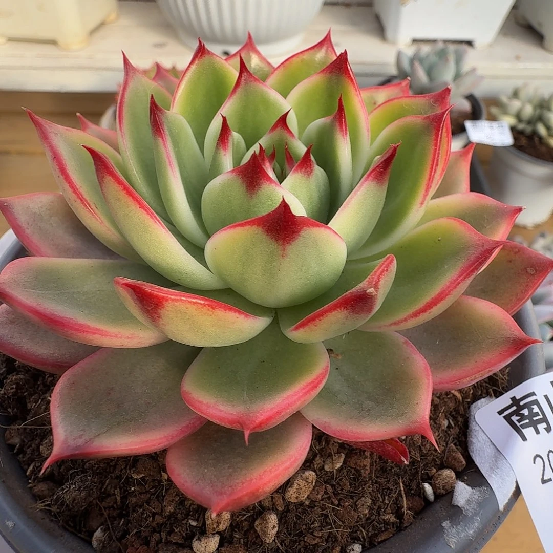 桃花锦1111111220-81