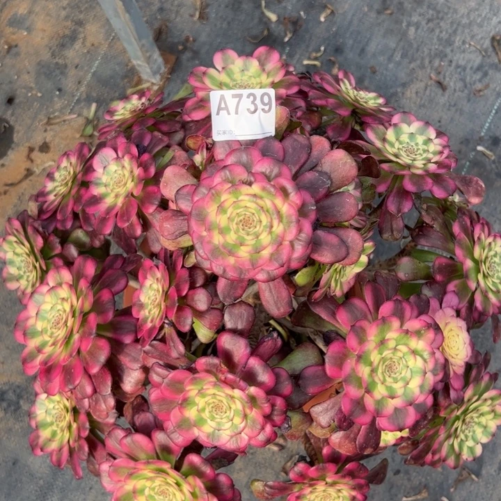 739维娜斯50厘米左右