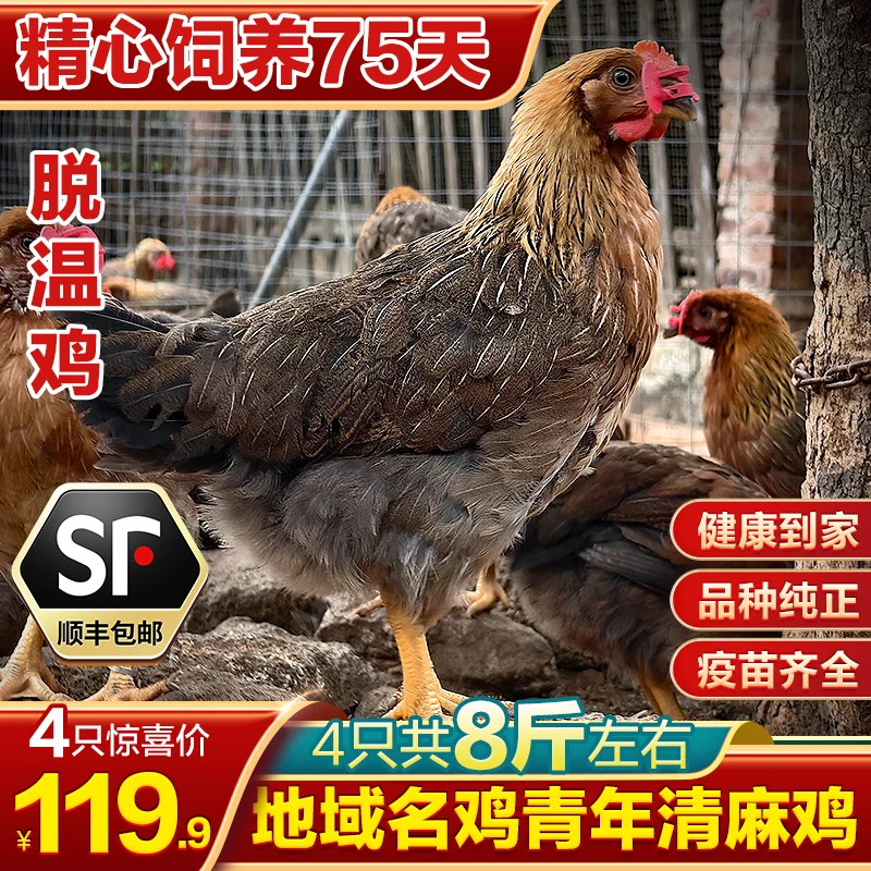 清远麻鸡4只装宠物鸡（4只8斤）顺丰包邮 WDB
