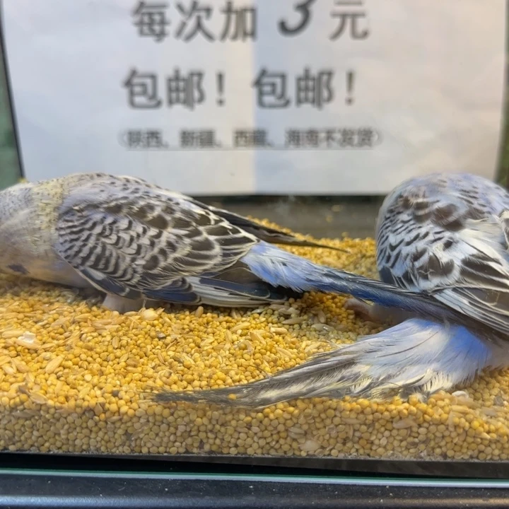 虎皮鹦鹉大头虎皮鹦鹉