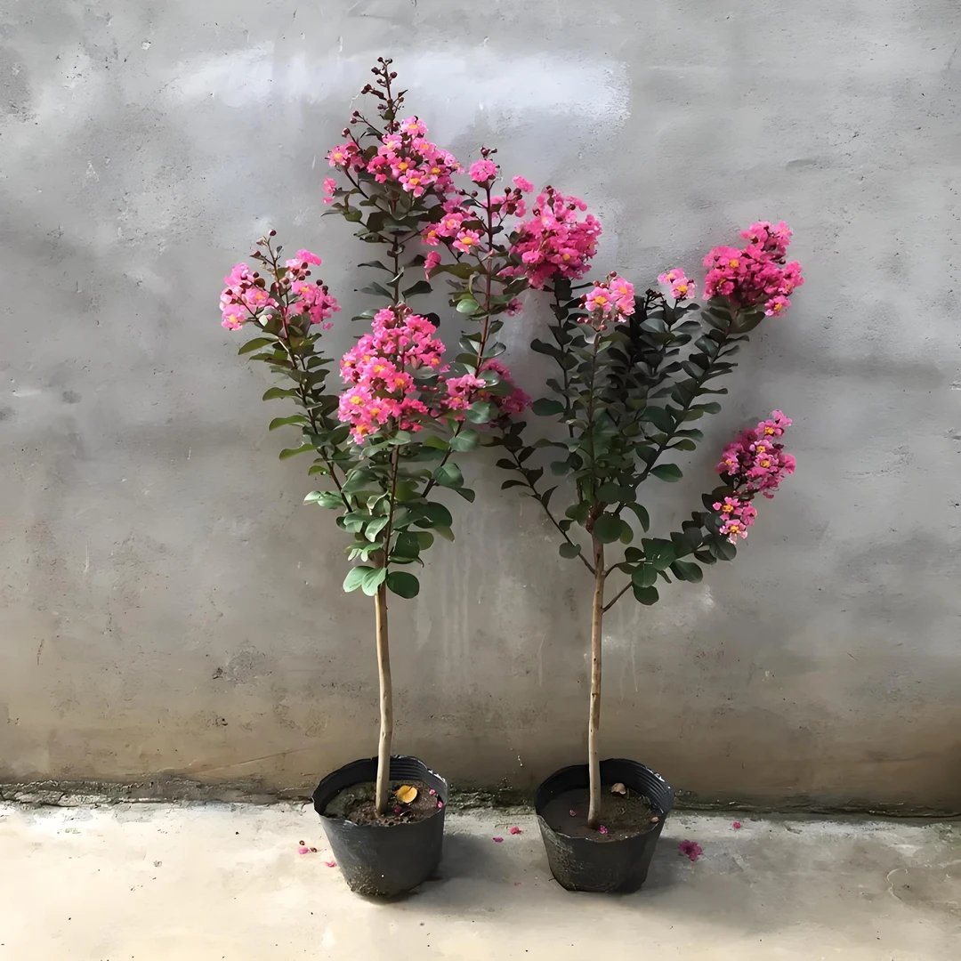 天鹅绒[新店福利]2公分紫薇树苗百日花期庭院别墅观赏大棵树苗