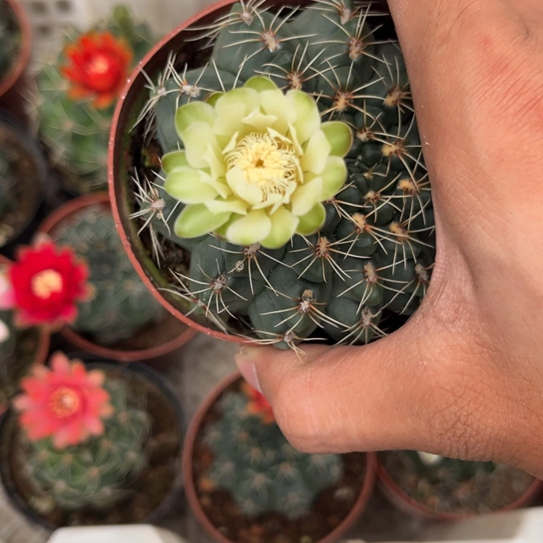 木***子实生绯花玉仙人球1