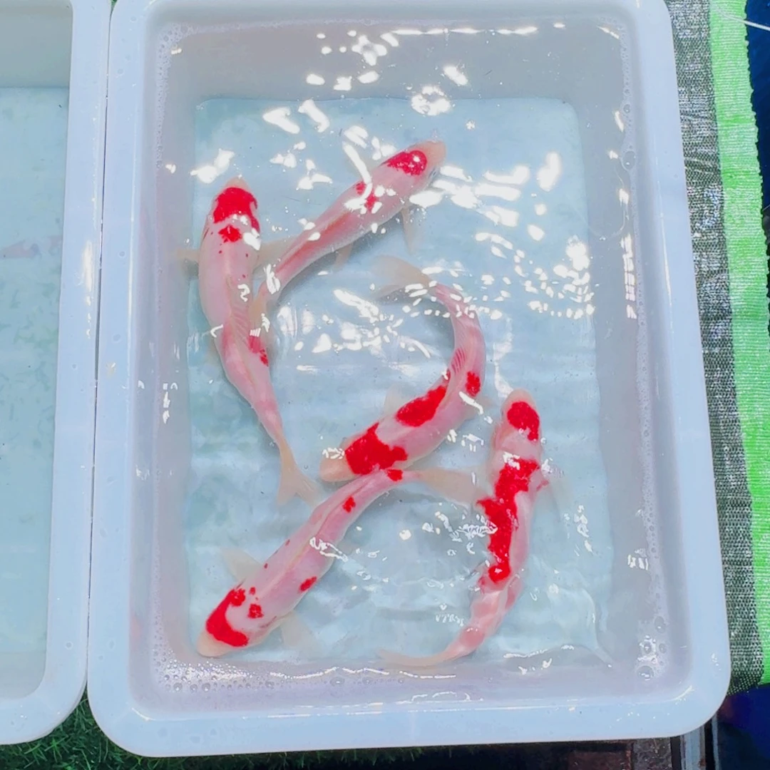 锦鲤血统锦鲤大放漏666